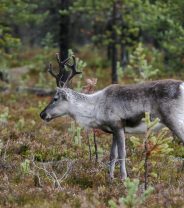 Christmas Reindeer Care