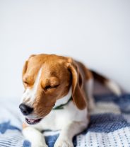 Should vets offer Kennel Cough vaccine as standard?