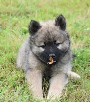 My puppy wants to eat everything, what should I do?