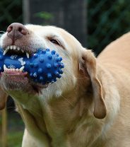 Are dogs pre-programmed to chew?