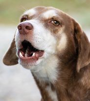 How to stop a dog from barking
