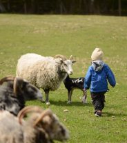 Why are people turning to home grown meat?