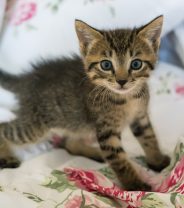 How to care for an eight week old kitten