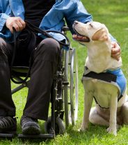 Assistance dogs – Legal Status, Dog Health and Welfare 