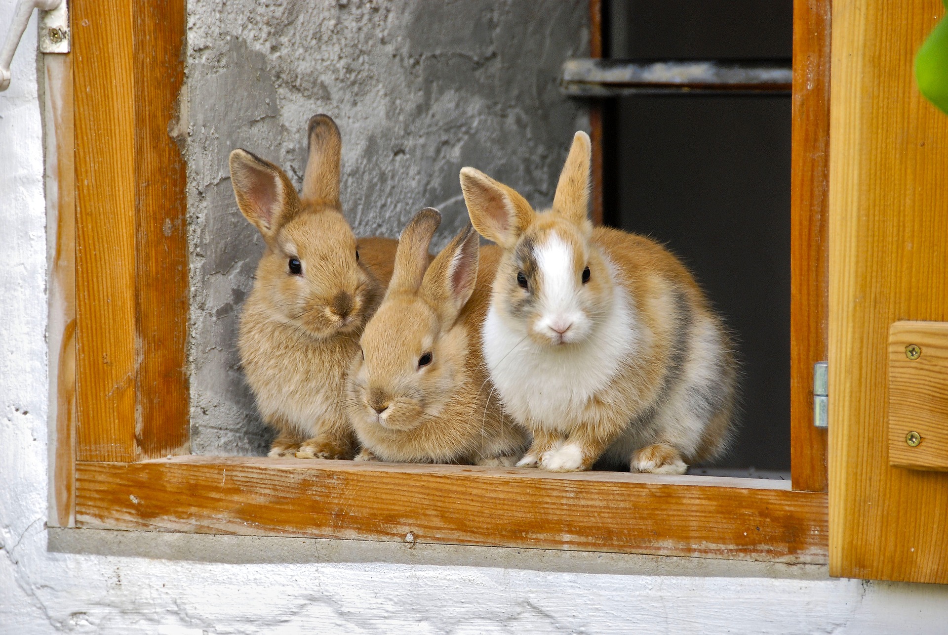 Euthanasia Rabbit Wringer Top Tips From A Vet On Peaceful Euthanasia For Rabbits - Vet Help Direct