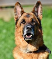 Eight signs that your dog may die young