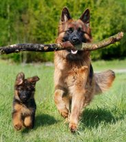 Older dogs are helping to train younger ones - a radical approach to dog training