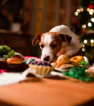 Christmas Day at the Vets