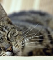 Home Euthanasia for Cats: A Kinder Farewell?