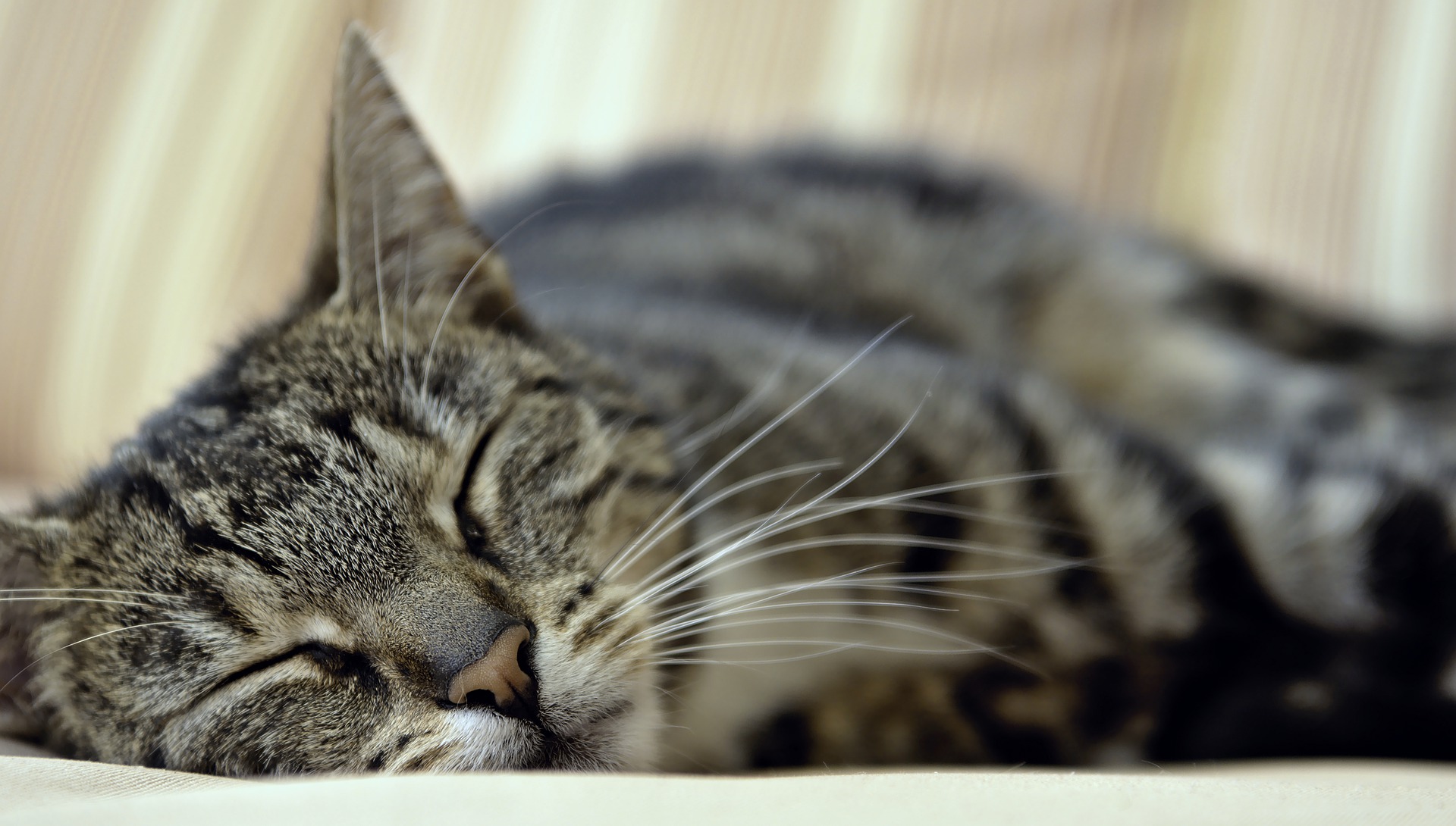 Home Euthanasia for Cats: A Kinder Farewell? - Vet Help Direct