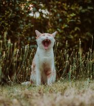 Why do cats yowl?