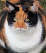 How can I get my cat to lose weight?