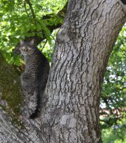 Why does my cat run away from me?