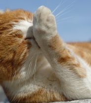Do cats feel pain like humans do?