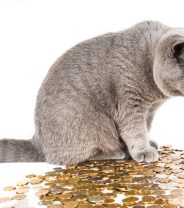 Should I Get Cheap Pet Insurance?