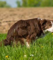 Why is my Dog's Poo Red?
