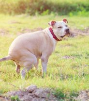 Constipated Dog: My Dog Hasn't Pooped in 3 Days -What Should I Do?