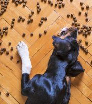 Does pet insurance cover dietary issues?