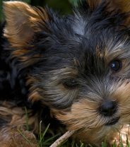 Should dogs be allowed to chew sticks?