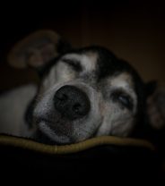 How are dogs euthanased?