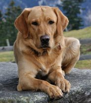 5 Dog Breeds that are Good for First Timers