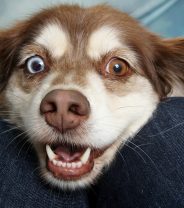 Do I need to vaccinate my pet to get insurance?