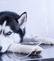 Mystery dog illness causing diarrhoea ‘like gravy’ is being reported by UK vets