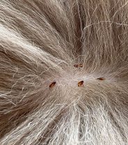 Are Fleas a Problem in the Winter?