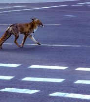 Do urban foxes get veterinary care?