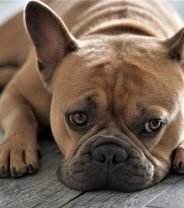 What’s the best food for Frenchies (French Bulldogs)?