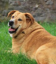 Maintaining Pet Weight Loss