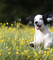 7 Tips to get a better deal on dog insurance