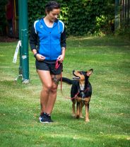 Can I Let my Dog off the Lead After Spaying?