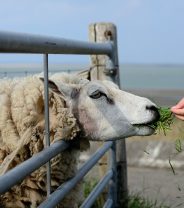 Should I rescue a farm animal?