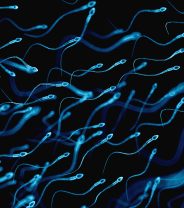Should artificial insemination be used in dogs?