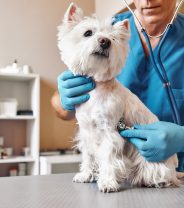 Can dogs develop a liver shunt?