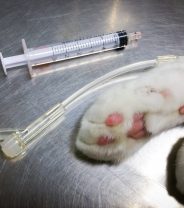 My cat was hit by a car. Will they live?