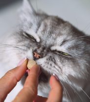 What is the best way to worm a kitten?