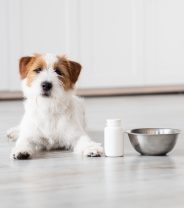 Turmeric for pets - what's the evidence?