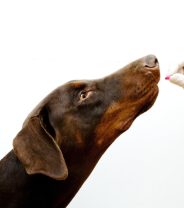 When is it too early to start painkillers for dogs with arthritis?