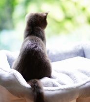 What breed of cat is best for living in a flat?