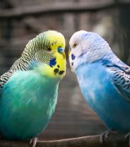 Can I catch diseases from a pet bird?