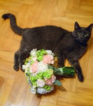 Spaying and reproductive health: What do vets choose for their own cats?
