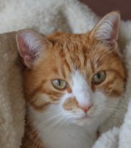 Top Cat Beds for Cold Kitties this Winter: