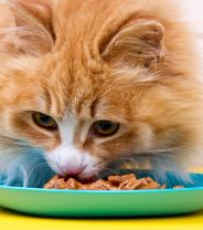 The importance of energy density in cat food 