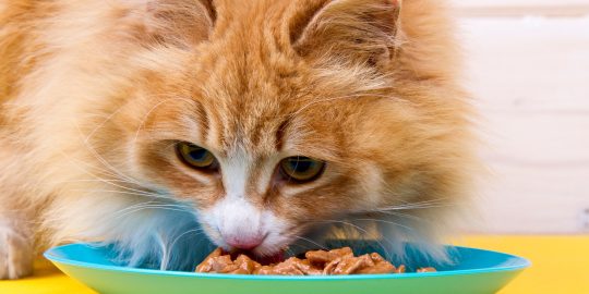 Cat eating food from bowl