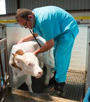 Why can't my vet care for pet farm animals?