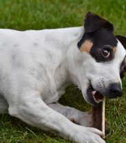 Is it ok to give cooked bones to dogs?