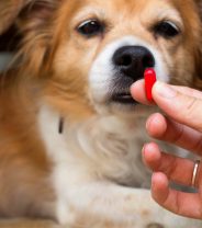Are sleeping pills dangerous for dogs? 