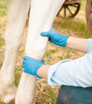 Artificial intelligence in equine lameness workups